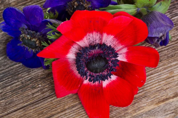 Modré a červené sasanky květiny — Stock fotografie