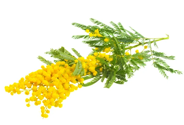 French mimosa — Stock Photo, Image