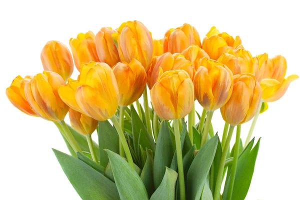 Bouquet di fiori di tulipano arancione — Foto Stock