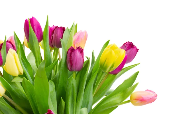 Bouquet of  yellow and purple  tulip flowers — Stock Photo, Image
