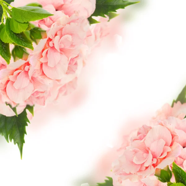 Borda de flores de hibisco coloridas — Fotografia de Stock