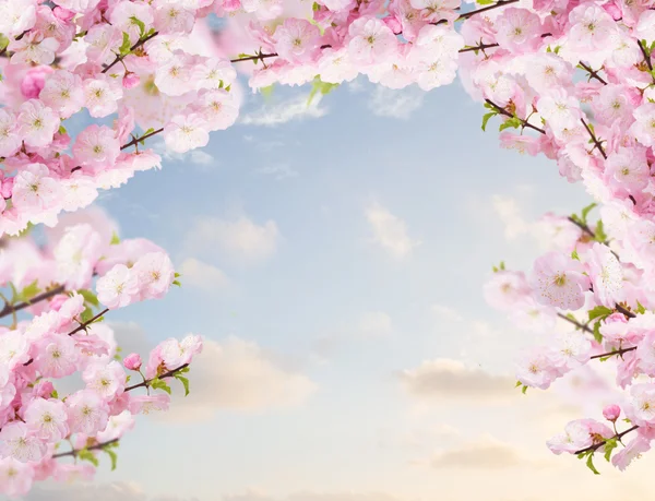 Kwitnąca drzewo białe kwiaty — Zdjęcie stockowe