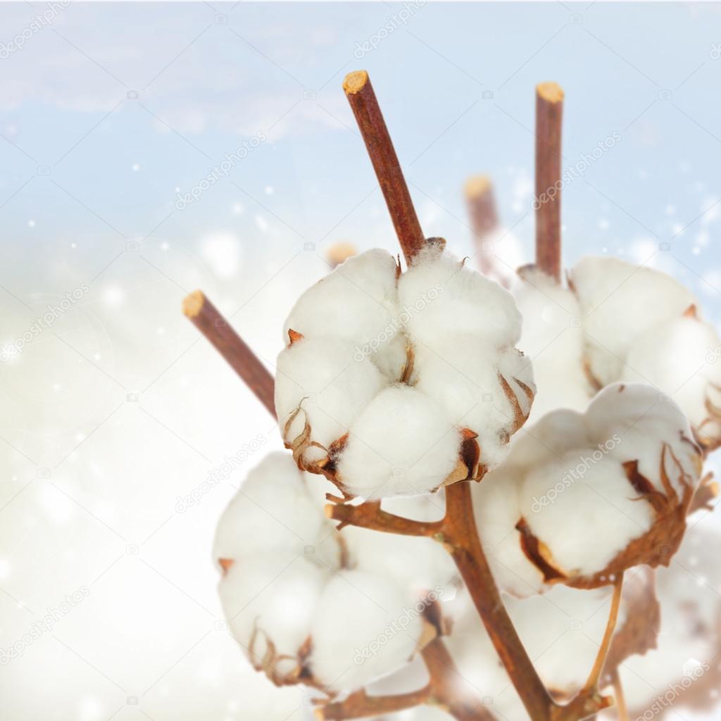 Cotton plant over white background