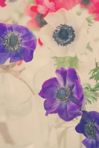 Blauwe anemone bloemen — Stockfoto