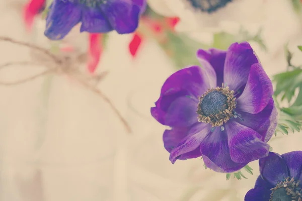 Kwiaty niebieskie Anemon — Zdjęcie stockowe