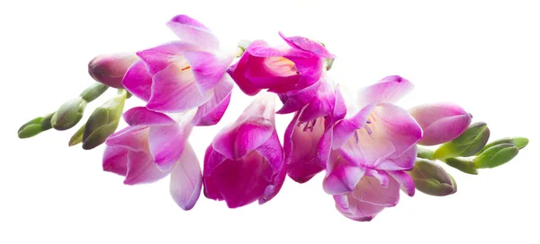 Freesien-Blüten — Stockfoto