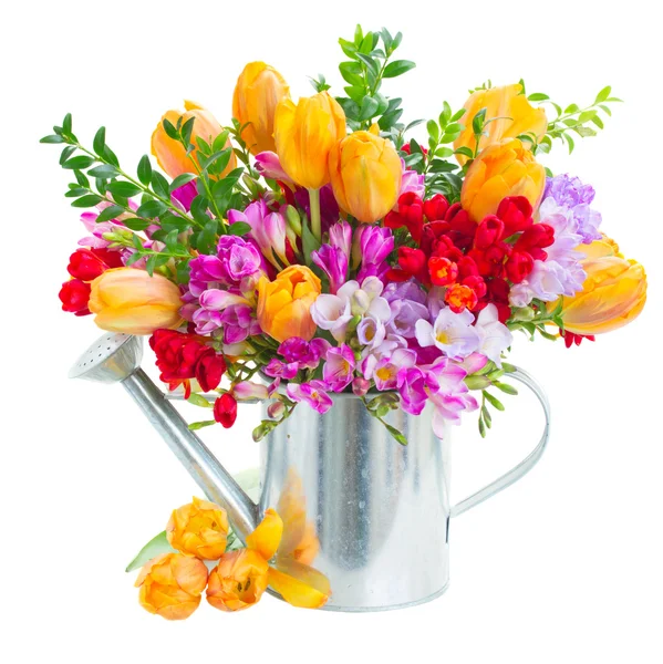 Freesia and tulip flowers — Stock Photo, Image