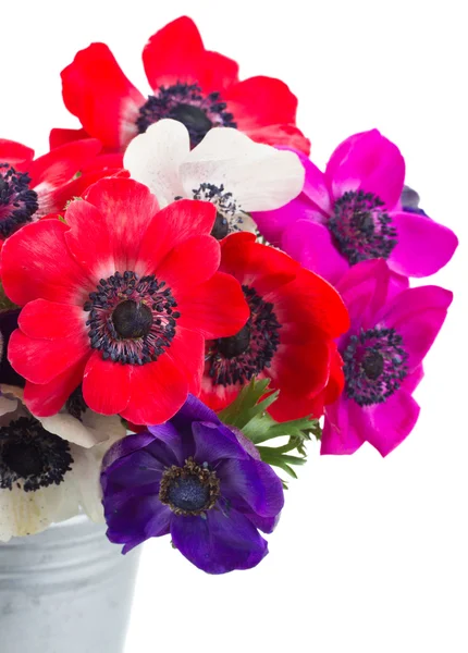 Anemonenblüten — Stockfoto