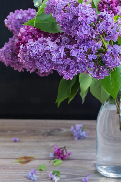 Lila Blüten auf schwarz — Stockfoto