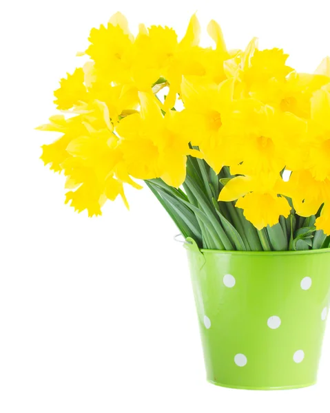 Narciso de primavera —  Fotos de Stock