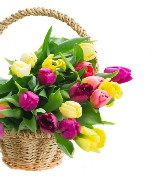 Strauss aus gelben und lila Tulpenblüten — Stockfoto