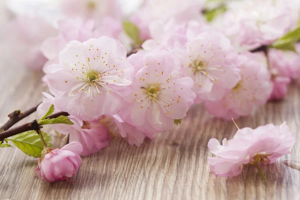 Flores de cerezo rosa — Foto de Stock