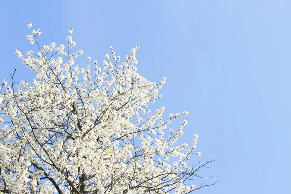 Blommande träd — Stockfoto