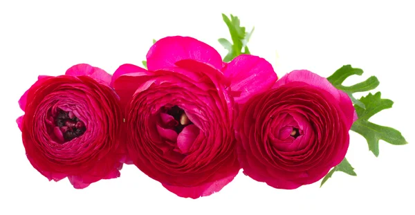 Pink ranunculus flowers — Stock Photo, Image