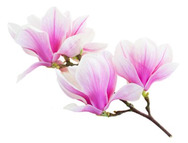 Blossoming pink  magnolia Flowers clipart