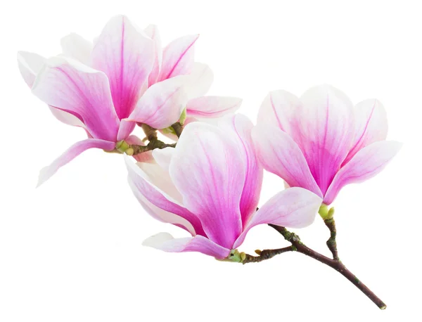 Bloeiende roze magnolia bloemen — Stockfoto