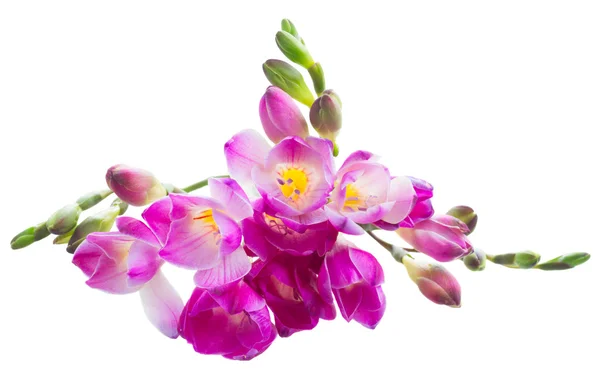 Freesien-Blüten — Stockfoto