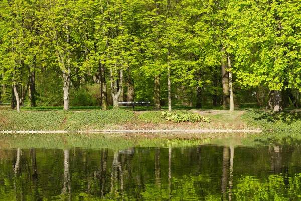 Fila di alberi verdi — Foto Stock