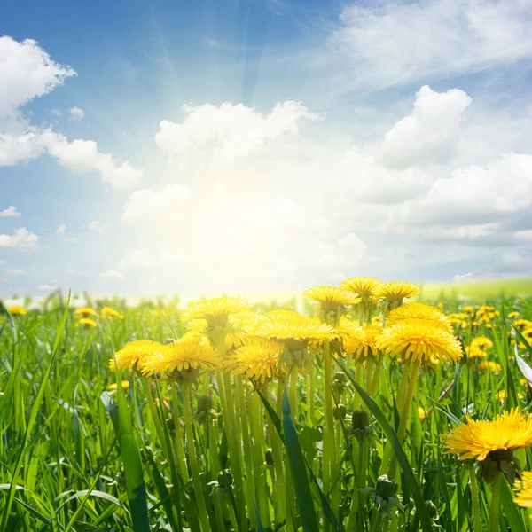 Dandelion field — Stock Photo, Image