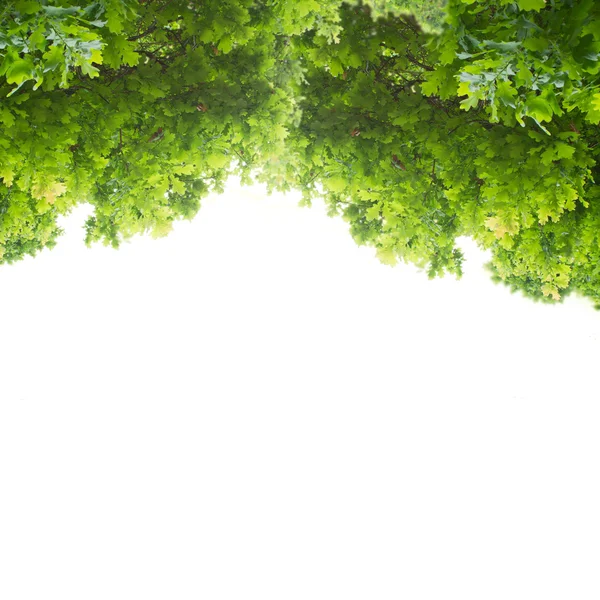 Зелений дубового листя — стокове фото