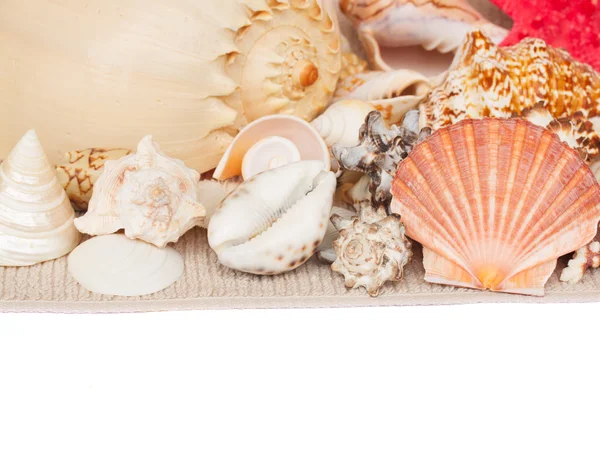 Seashells border — Stock Photo, Image