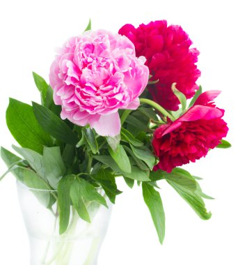 Kırmızı ve pembe peonies