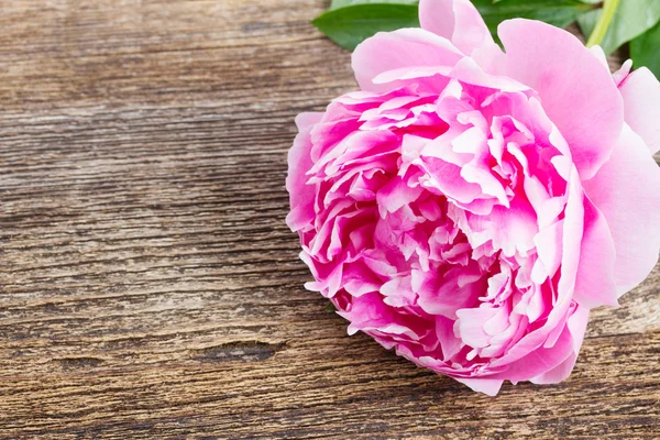 Peonías rosadas y rojas — Foto de Stock