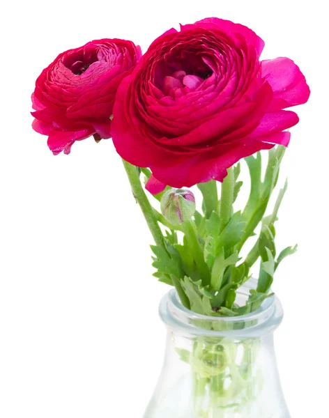 Flori roz ranunculus — Fotografie, imagine de stoc
