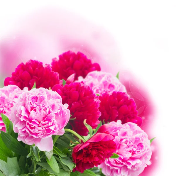 Bahçe pembe peonies — Stok fotoğraf