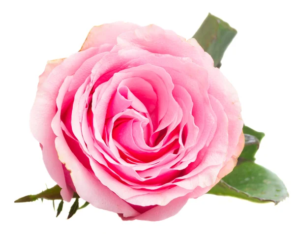 Pink rose bud — Stock Photo, Image