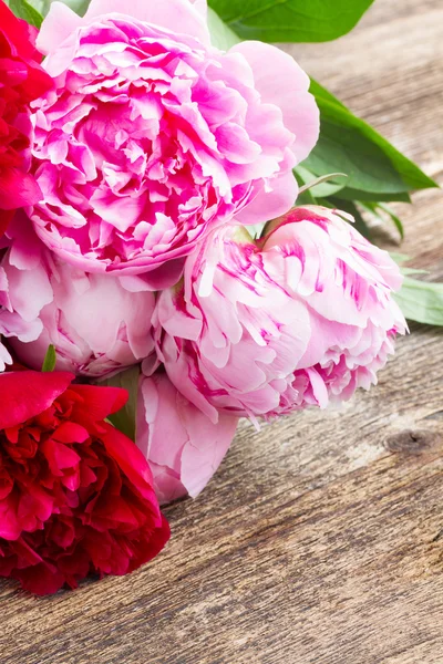 Pink and red  peonies — Stock Photo, Image