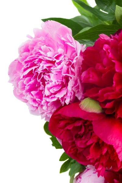 Pembe ve kırmızı peonies — Stok fotoğraf