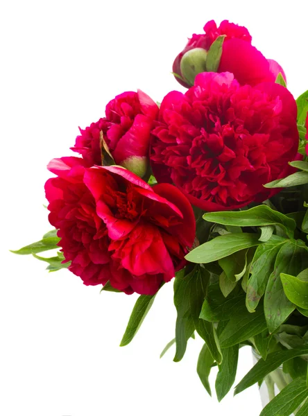 Peonie rosse — Foto Stock