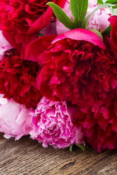 Roze en rood pioenrozen — Stockfoto
