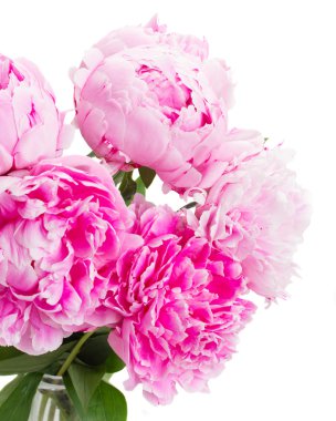 pembe şakayık 