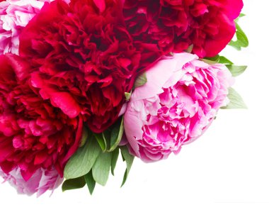 pembe ve kırmızı peonies