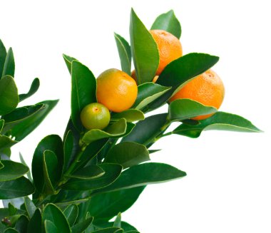 mandalina ağacı