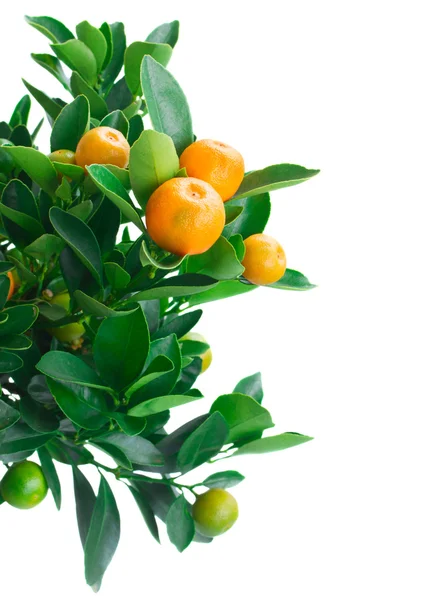 Tangerine tree — Stock Photo, Image