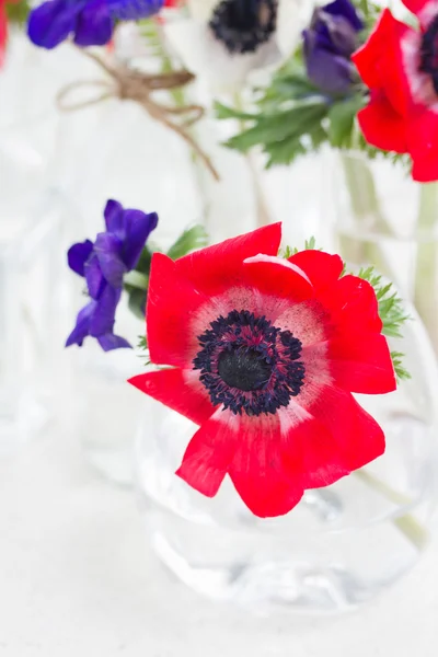 Blauwe anemone bloemen — Stockfoto