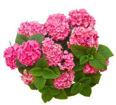 pembe HORTENSIA çiçek