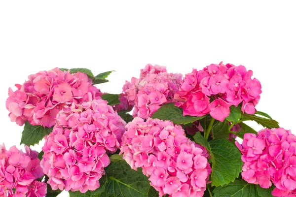 Rosa hortensia blommor — Stockfoto