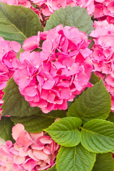 Flores de hortensia rosa —  Fotos de Stock