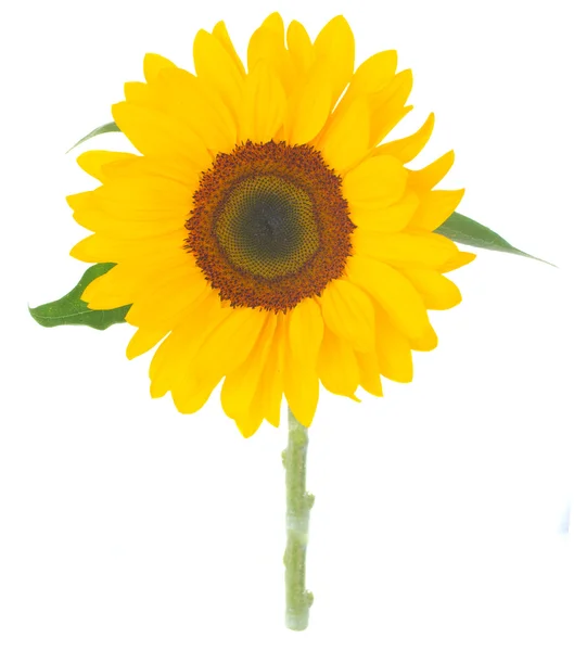 Eine große Sonnenblume — Stockfoto