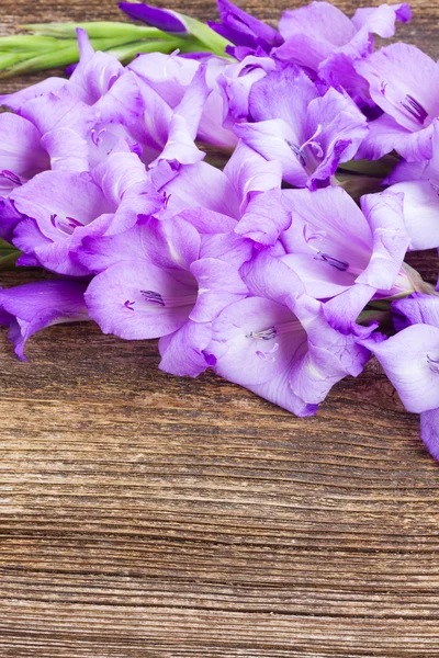 Gladiolenblüten — Stockfoto