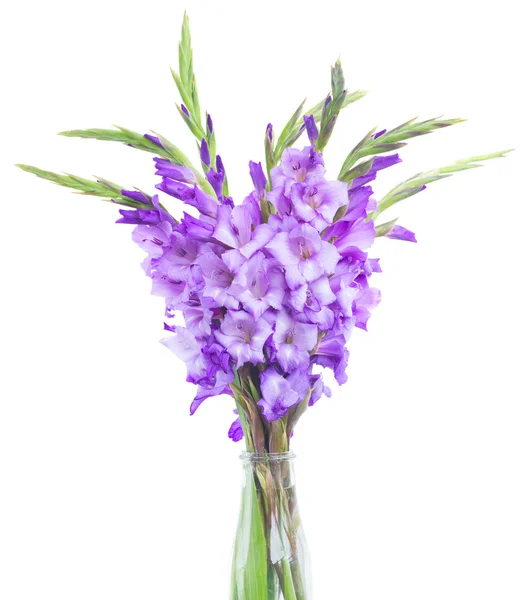 Boeket van gladiolen bloemen — Stockfoto