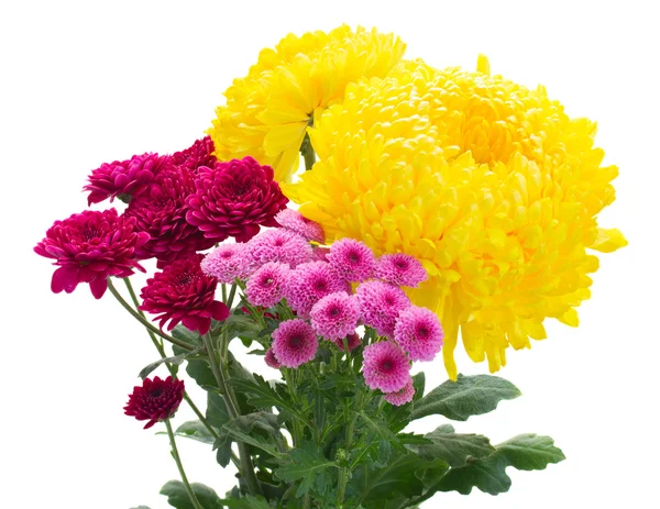 노란색, 빨간색 및 분홍색 엄마 꽃 — 스톡 사진