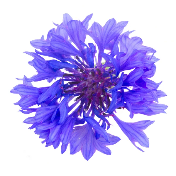 Flores de milho azuis — Fotografia de Stock