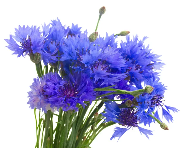 Blaue Kornblumen — Stockfoto