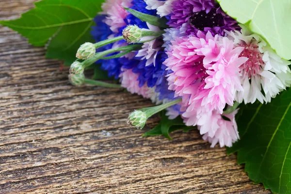 Синие и розовые кукурузные цветы — стоковое фото