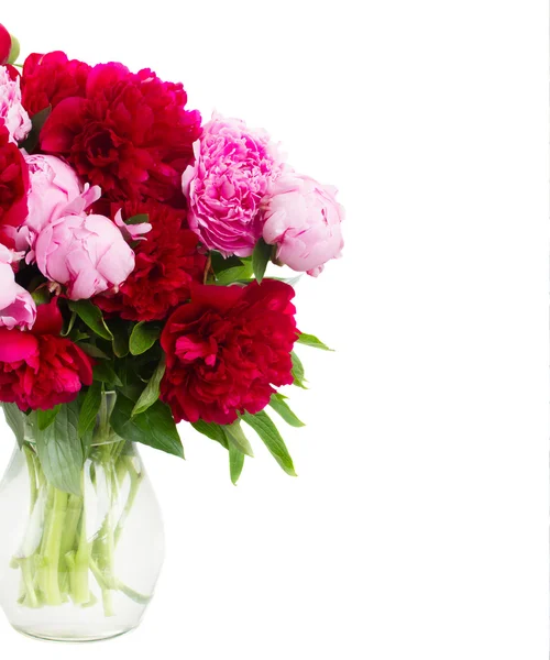 Pink and red  peonies — Stock Photo, Image